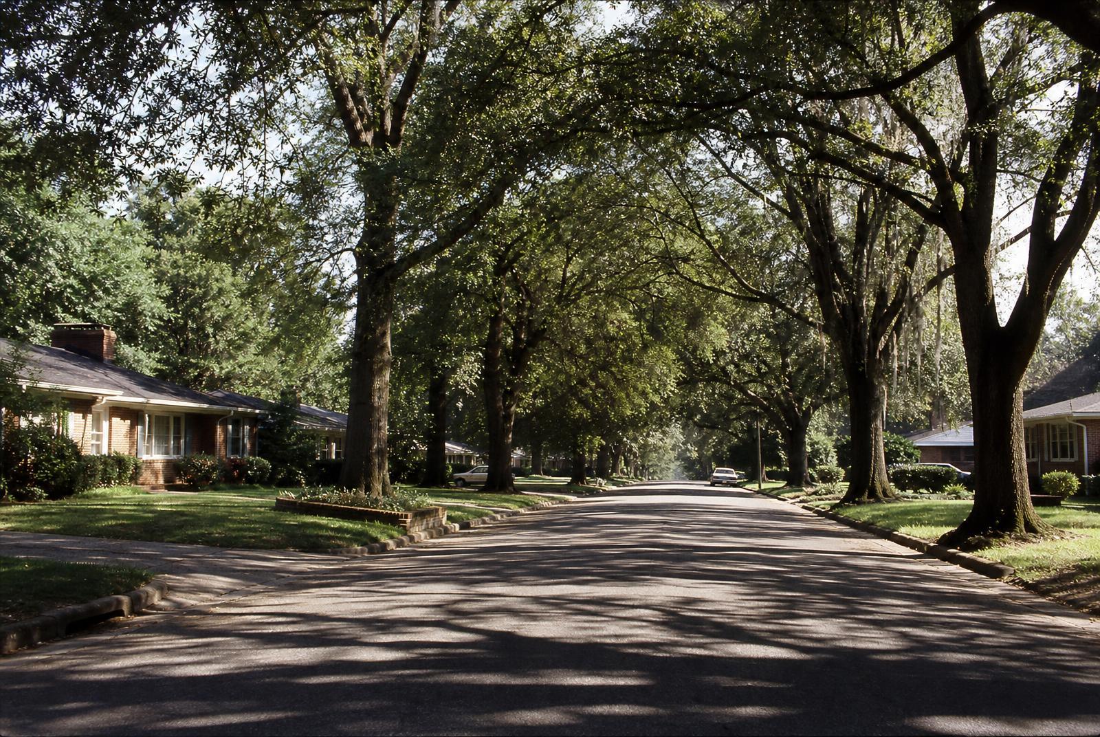 Tree-canopied residential street in Sedgefield